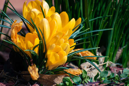 Bunch of yellow crocus flowers, spring background with copy spaceの写真素材