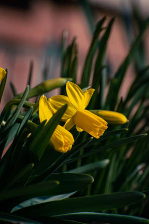 Bright yellow daffodil flower bed in the garden in springの写真素材