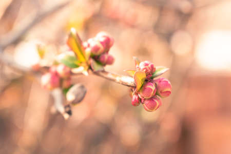 Pink buds growing on a branch in spring, natural background with copy spaceの写真素材