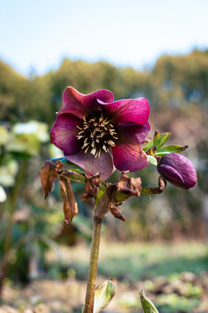 Purple hellefobe flowers bloomig, wildflower in the forestの写真素材