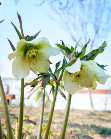 Green hellefobe flowers bloomig, wildflower in the gardenの写真素材