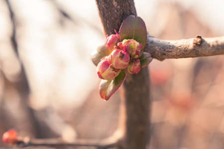 Pink buds growing on a branch in spring, natural background with copy spaceの写真素材