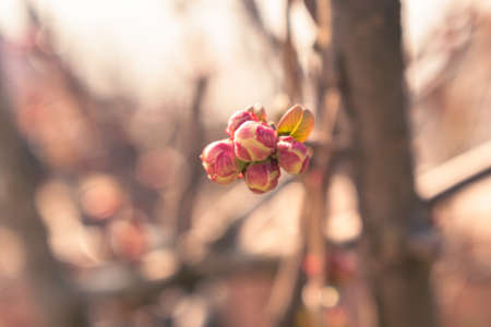 Pink buds growing on a branch in spring, natural background with copy spaceの写真素材