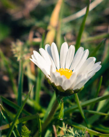 Close up of small daisy in the grass, natural background with copy spaceの写真素材