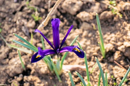 Fresh spring flowers, colorful purple irises blossomingの写真素材