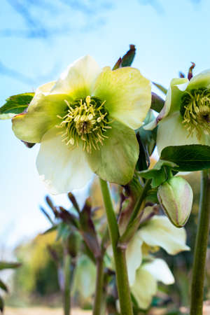 Green hellefobe flowers bloomig, wildflower in the gardenの写真素材