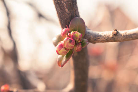 Pink buds growing on a branch in spring, natural background with copy spaceの写真素材