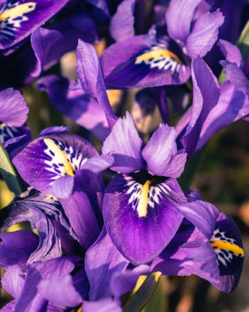 Fresh spring flowers, colorful purple irises blossomingの写真素材