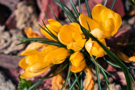 Bunch of yellow crocus flowers, spring background with copy spaceの写真素材