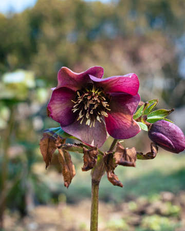 Purple hellefobe flowers bloomig, wildflower in the forestの写真素材