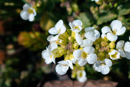 Close-up of white arabis alpina caucasica flowers in the garden in springtimeの写真素材