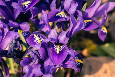 Fresh spring flowers, colorful purple irises blossomingの写真素材