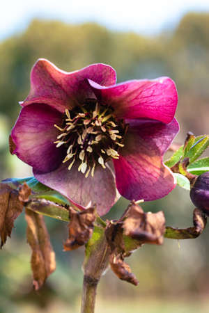 Purple hellefobe flowers bloomig, wildflower in the forestの写真素材