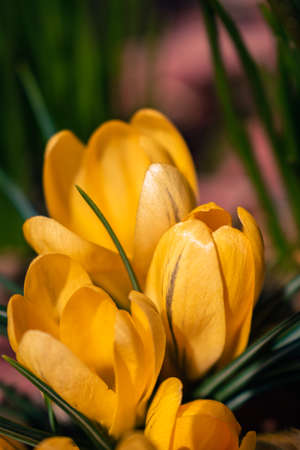 Bunch of yellow crocus flowers, spring background with copy spaceの写真素材