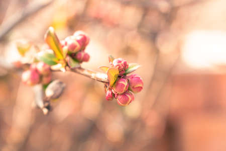Pink buds growing on a branch in spring, natural background with copy spaceの写真素材