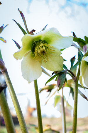 Green hellefobe flowers bloomig, wildflower in the gardenの写真素材