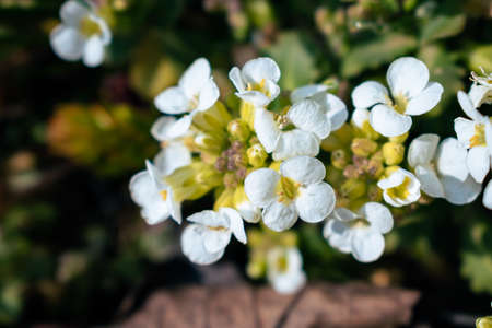 Close-up of white arabis alpina caucasica flowers in the garden in springtimeの写真素材
