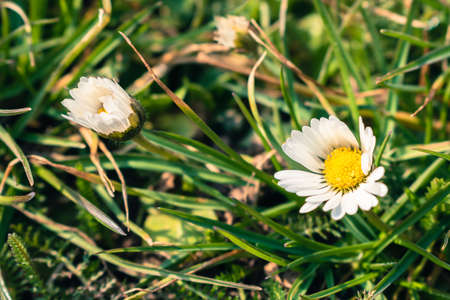 Close up of small daisy in the grass, natural background with copy spaceの写真素材