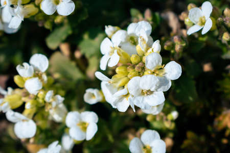 Close-up of white arabis alpina caucasica flowers in the garden in springtimeの写真素材