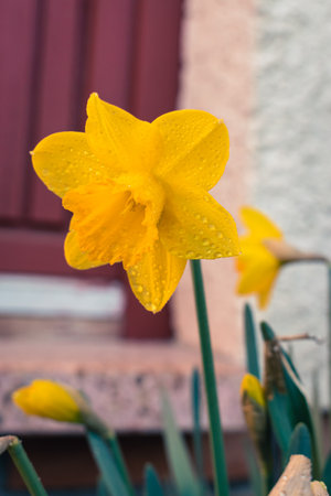 Yellow daffodil flower covered in raindrops after spring showerの写真素材