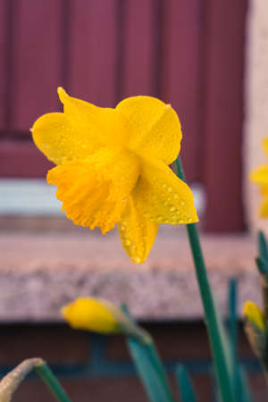 Yellow daffodil flower covered in raindrops after spring showerの写真素材