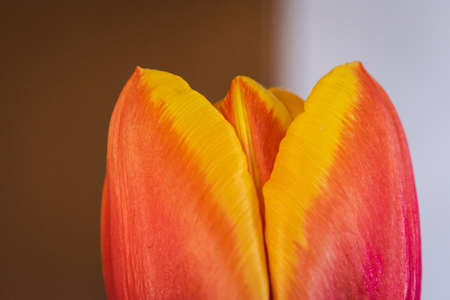 Blooming tulip background with copy spaceの写真素材