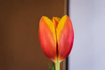 Blooming tulip background with copy spaceの写真素材