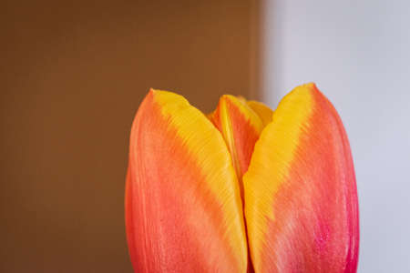 Blooming tulip background with copy spaceの写真素材
