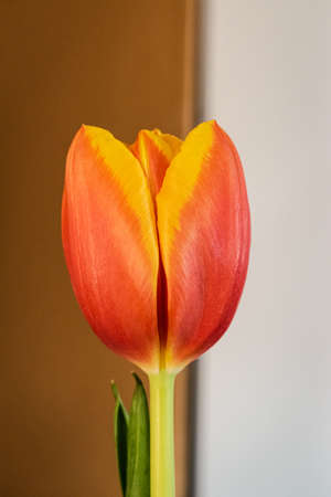 Blooming tulip background with copy spaceの写真素材
