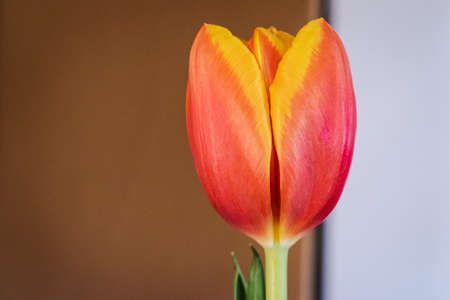 Blooming tulip background with copy spaceの写真素材