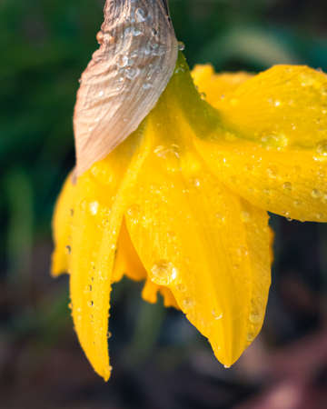 Yellow daffodil flower covered in raindrops after spring showerの写真素材