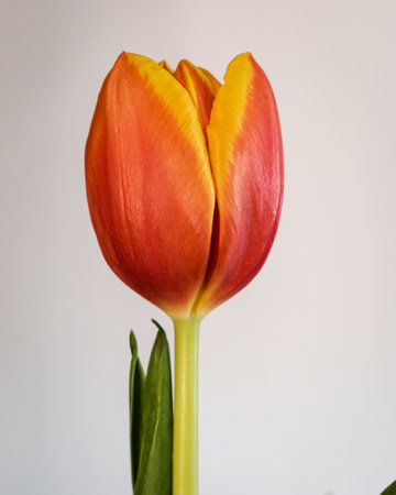 Blooming tulip background with copy spaceの写真素材