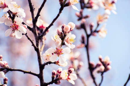 Blooming almond tree braches covered in flowers with copy spaceの写真素材