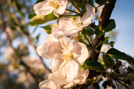 Apple-tree blossoms macro shot in a rural areaの写真素材