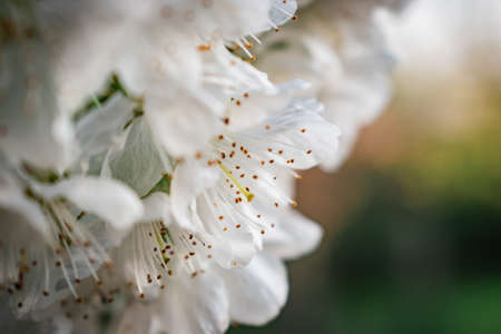Cherry tree blossoms macro shot in a rural areaの写真素材