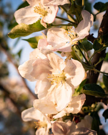 Apple-tree blossoms macro shot in a rural areaの写真素材