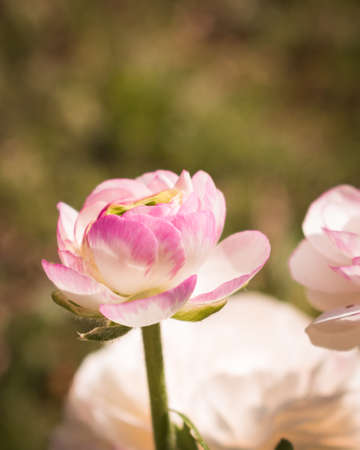 Fresh and romantic white pink ranunculus flowers blooming in the spring with copy space for textの写真素材