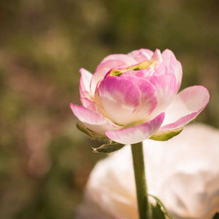 Fresh and romantic white and pink ranunculus flowers blooming in the spring in a gardenの写真素材