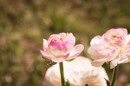 Fresh and romantic white pink ranunculus flowers blooming in the spring with copy space for textの写真素材