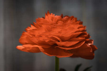 Romantic gift for women, blossoming red ranunculus flower in springの写真素材