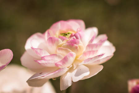 Fresh and romantic white and pink ranunculus flowers blooming in the spring in a gardenの写真素材