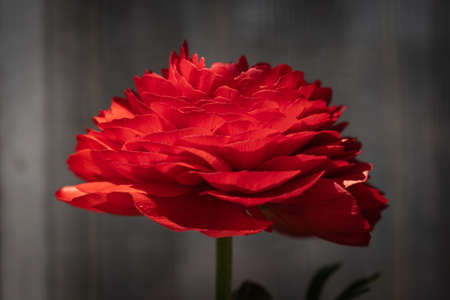 Romantic gift for women, blossoming red ranunculus flower in springの写真素材