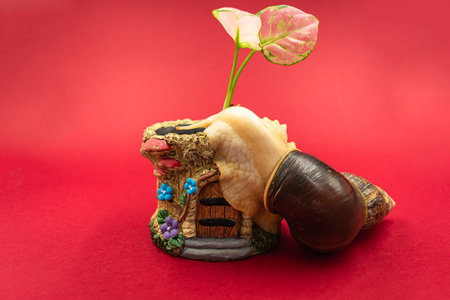 Large achatina snail pet with a potted plant, red background with copy spaceの写真素材
