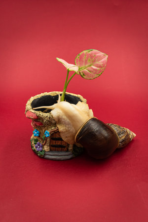 Large achatina snail pet with a potted plant, red background with copy spaceの写真素材