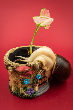 Large achatina snail pet with a potted plant, red background with copy spaceの写真素材