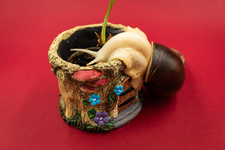Snail on a pot with a seedling on a red backgroundの写真素材