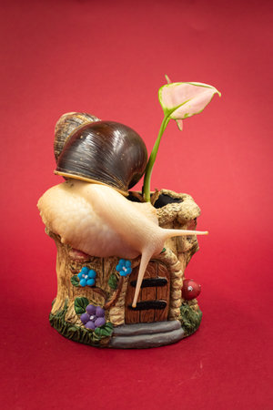 Large achatina snail pet with a potted plant, red background with copy spaceの写真素材
