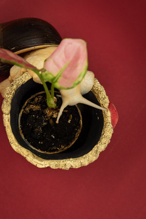 Flower in a pot with a rose on a red background.
