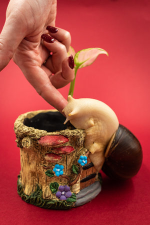 Snail on a wooden stump with a flower in a pot.の写真素材