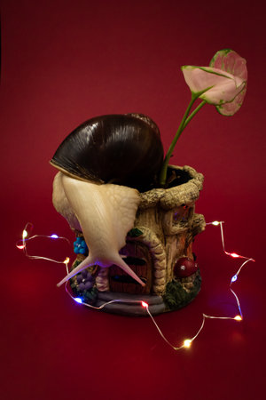 Snails and a flower in a pot on a red background.の写真素材